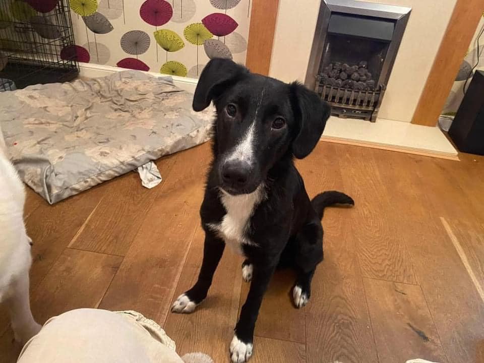 Pawprints2F's tweet photo. No one seems to want me! 💔

I'm Brian and I'm only 9 months old. 
I really wish to find a home before Christmas.
I nearly had a home, but they said I was too big!
I'm medium-sized and would make a fantastic addition to any family.

Please apply for me!
https://t.co/UKATK6Nz6w https://t.co/e9BbsMYCho