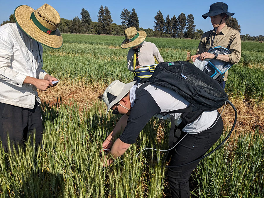 theGRDC's tweet photo. The ability to mass screen wheat for differences in photosynthesis efficiency at high temperatures is being developed to give breeders a vital new selection tool. Read the full Groundcover article ▶️ https://t.co/zPRcpZuzf4
@ANUmedia
#GroundCoverOnline #Wheat #CropGenetics #Photosynthesis