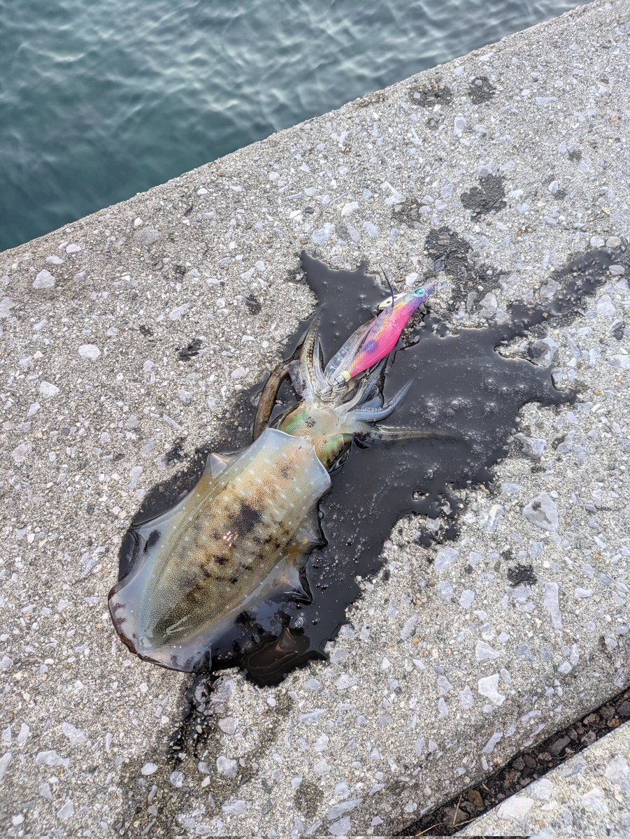 AAAchan_tyS's tweet photo. 久しぶりの釣行でした🙂
イカは2杯しか釣れんかったけどアジはリリースも含め20匹以上釣れたかなぁ〜サイズはMAX26cm💡
春イカのシーズンまではアジングに浮気しますw
＃エギング
＃アジング https://t.co/z2ry2osoWW