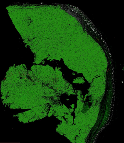France-BioImaging Research Infrastructure tweet media