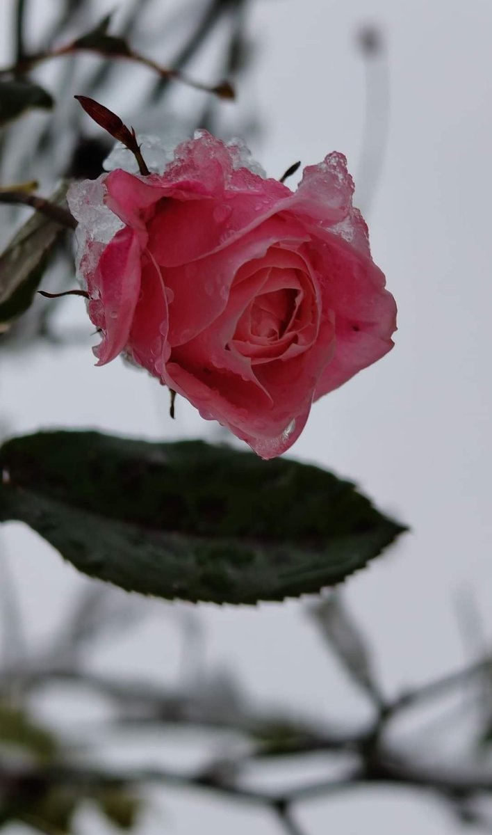 Trabzon Akçaabat Adacık köyü ❄️⛄❄️

#trabzon #karyağışı #Meteoroloji #İstanbul