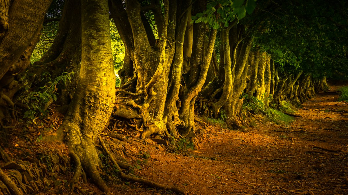 It’s #NationalTreeWeek! We're sharing 5 ways you can feel more connected to these woodland wonders… 🌳
cpre.org.uk/discover/woodl…

Pic by Mike Lanning - Along the Coleridge Way