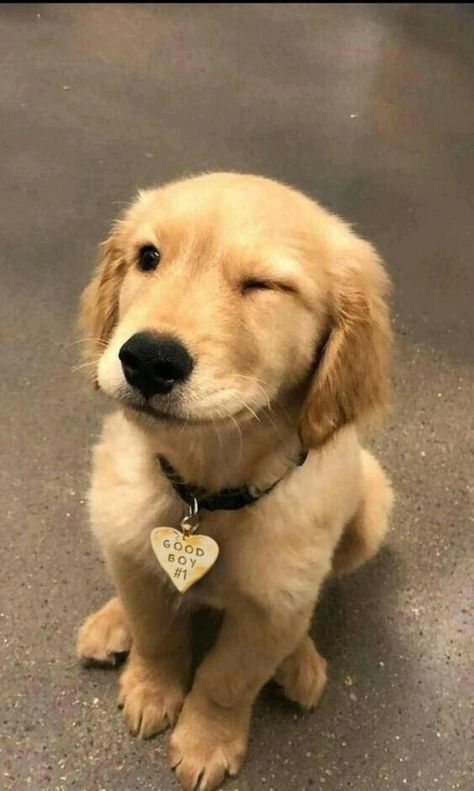 contextdogs's tweet image. 