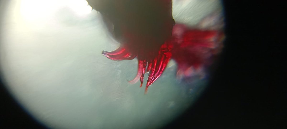 ISLAdiraAcademy's tweet image. Adira students delved into frugal science with the Foldscope—a revolutionary, low-cost, portable microscope. Led by Dr. Prem Sewak Sudhish @pssudhish (Stanford @Stanford &amp;amp; DEI), they explored lake ecosystems, studying microorganisms, discovering science in action #AdiraAcademy 🧵