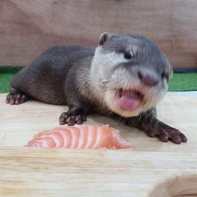 Our bottle baby excited about something new🥰🦦