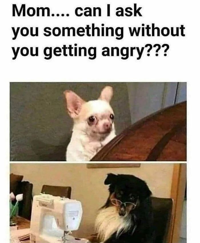 WholesomeMeme's tweet photo. https://t.co/pGCuqdyDTD