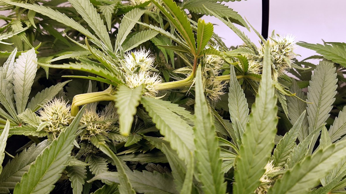 laakekantsu's tweet photo. Uusimmat kuvat parista scropatusta varresta ja kokonaiskuva. #lääkekannabis #criticalmass

Scroppaus = super cropping, joka on varsien murjomista ja sen jälkeen taittelua kuitenkin niin, että varret eivät mene poikki vaan taipuvat https://t.co/SzHwPaLetw