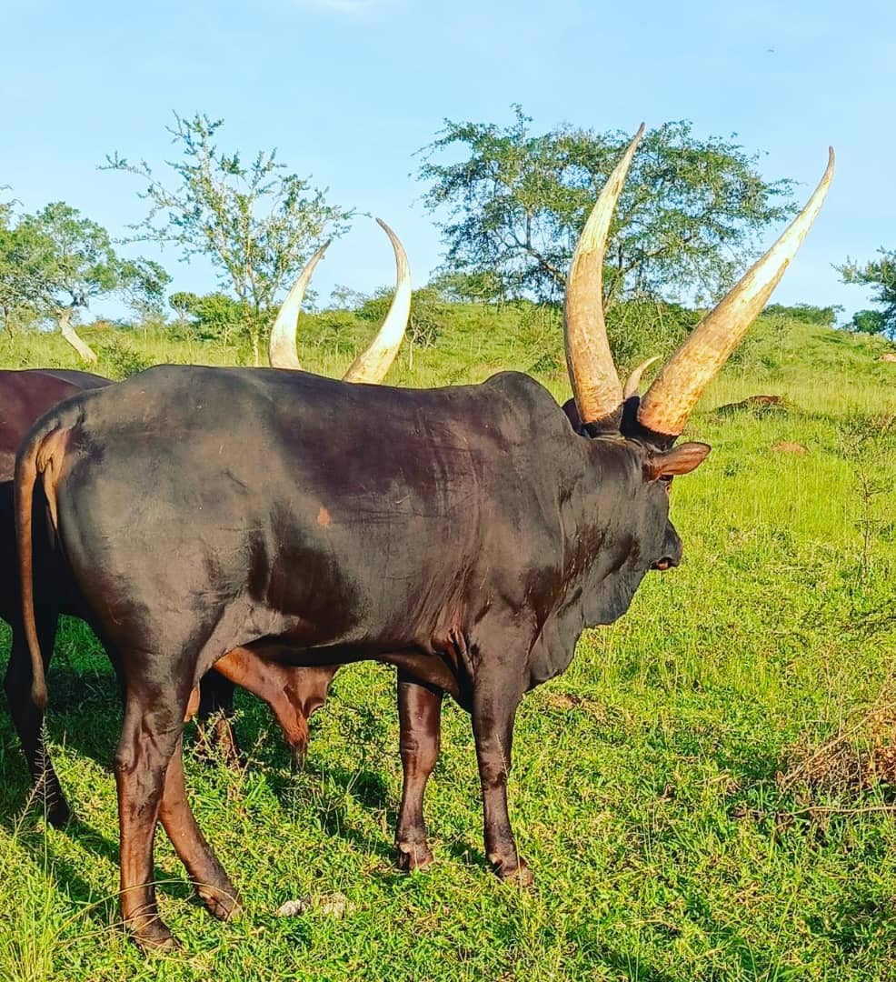 bwamuntu's tweet photo. You guys over hype, now bring on a better bull.
Have a blessed week ahead❤ https://t.co/2kQ3DcmWlp
