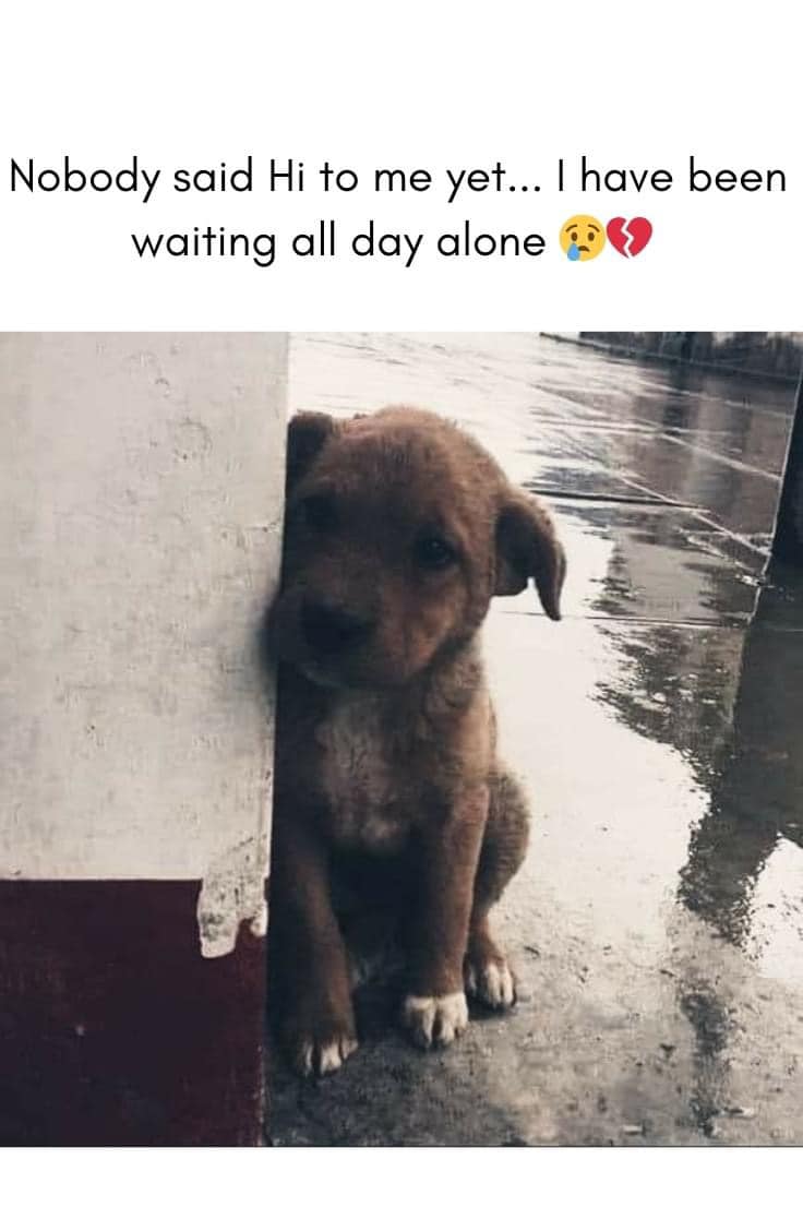 DogLovers03's tweet image. 