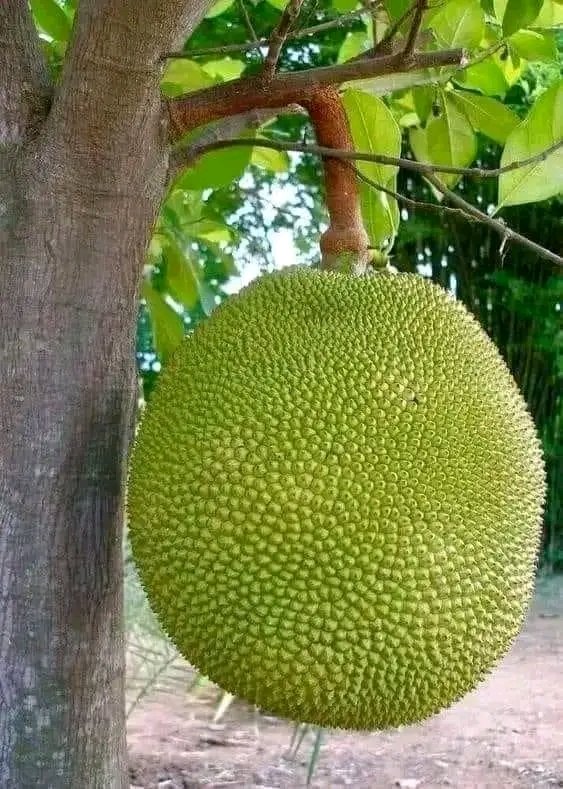 Imagine a world without agriculture no crops, no food, no life.