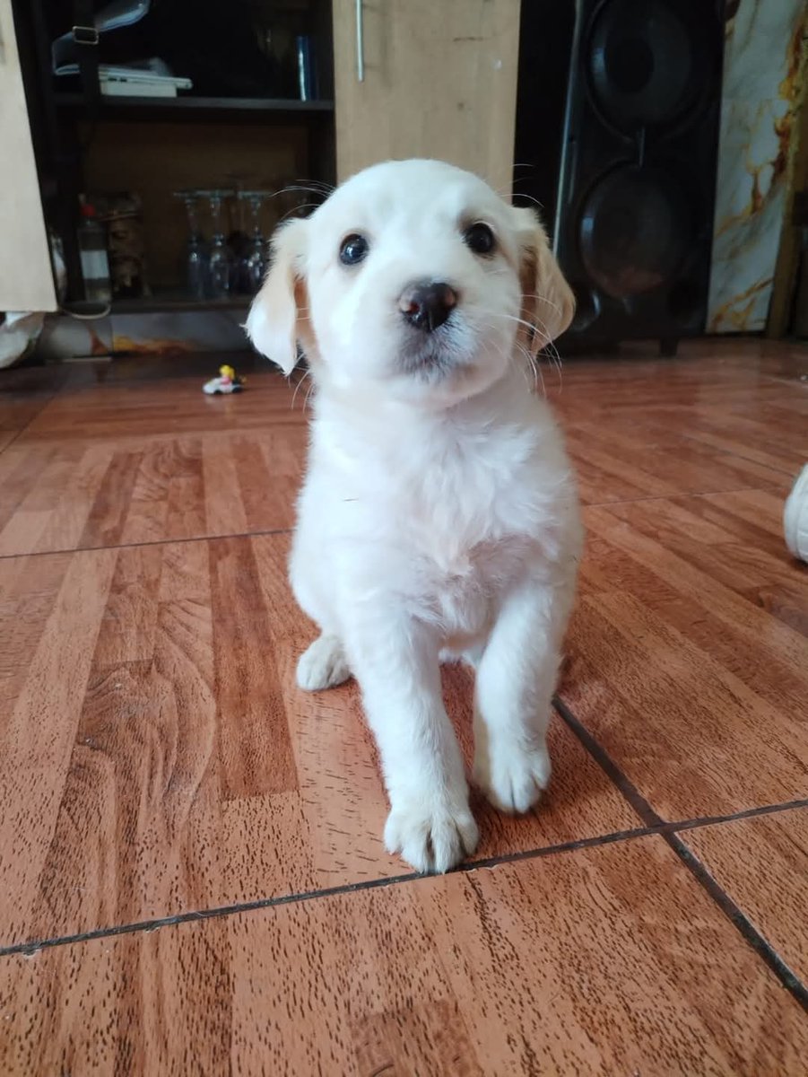 Hermosos hermanitos en adopción responsable 🏡 🐾 💜 💕 
Tienen casi 2 meses, están desparasitados interna y externamente. Todos machos.

Se entregan bajo entrevista de pre-adopcion.

Para adopción hablar al WhatsApp +56953554748 o al +56933210975 solo mensaje.