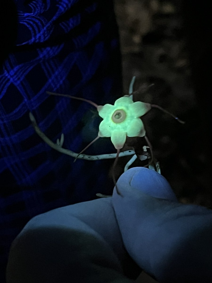 Another species of #Thismia from #Sumatra. This one, unlike others, glow distinctly under UV light. Maybe, it can be how small flies which polinate the flower sees it.