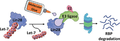 Our latest research is out in Macromolecular Bioscience! Congrats to Aseel &amp; team on developing small molecule degraders targeting the oncogenic Lin28 protein. This work highlights the power of molecular glues and PROTACs in RBP modulation &amp; cancer. onlinelibrary.wiley.com/doi/10.1002/ma…