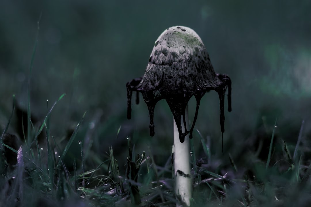 “   …? oh… inka likes floating… and fungi…   ”

          -   a fungus genshin oc portrayal. 

[   likes and rts are appreciated.   ]

#GIRP #OCRP