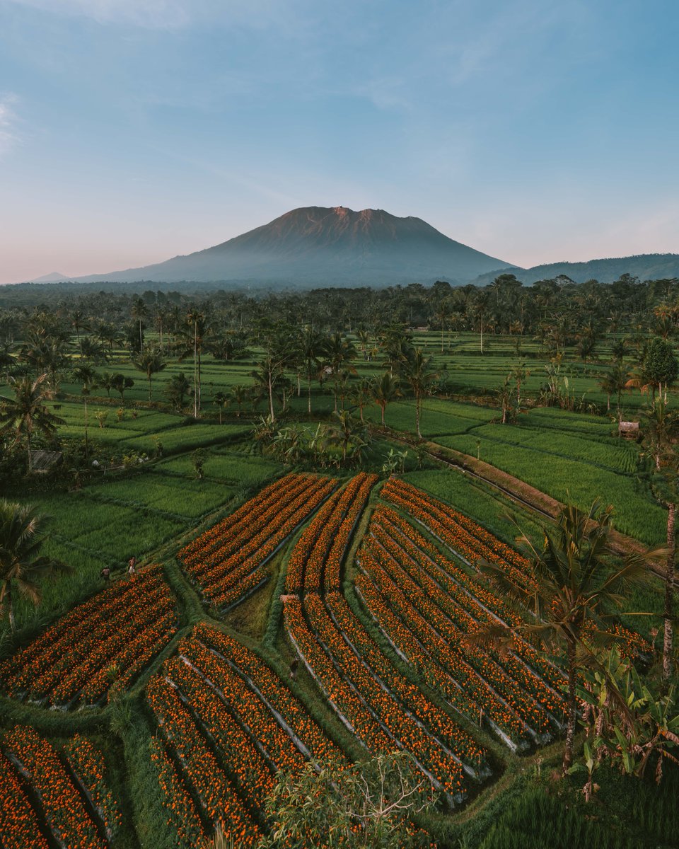 gm guys
#nftcollector