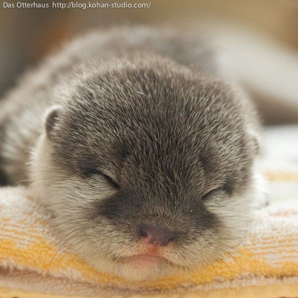 fan_club_otter's tweet photo. So beautiful 😍 https://t.co/GeS1mwrRol