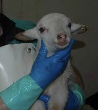 Son_of_Space's tweet photo. When we excuse &amp; turn away from cruelty, we raise it to the point where it becomes normalised. When we condition our children to suppress their innate empathy &amp; ignore their sense of justice &amp; participate in this tyranny, we force them to become inheritors of our moral corruption https://t.co/KqWMtWQNLN