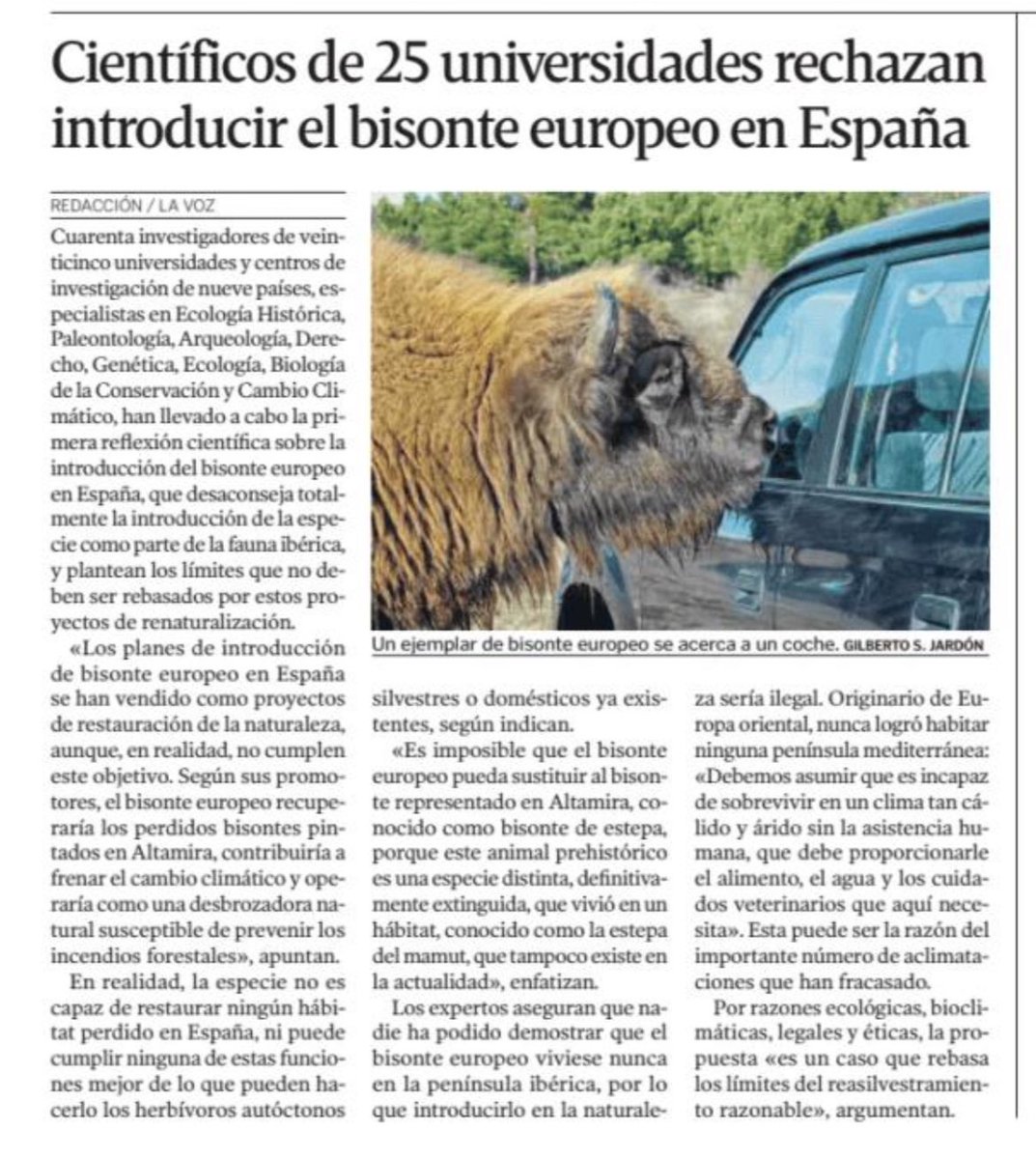 osayagues's tweet image. Solo se le ocurre al que asó la manteca introducir el bisonte Europeo en España.
👉No se adapta con lo cual el bienestar animal de esta especie queda en entredicho 
👉Es un reservorio de tuberculosis bovina

@lavozdegalicia