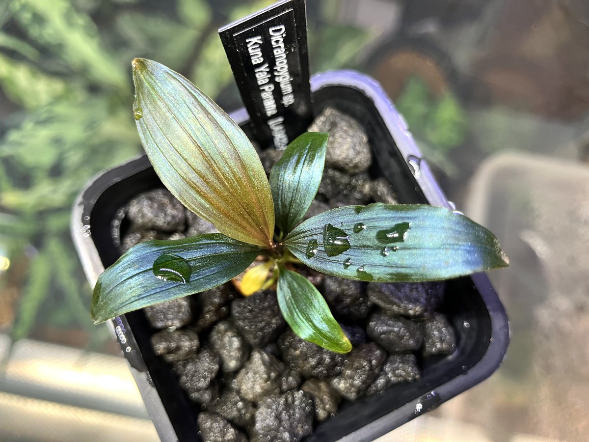 Dicranopygium sp. Kuna Yama Panama タグ付き Dicranopygium sp. Kuna Yama Panama タグ付き - メルカリ