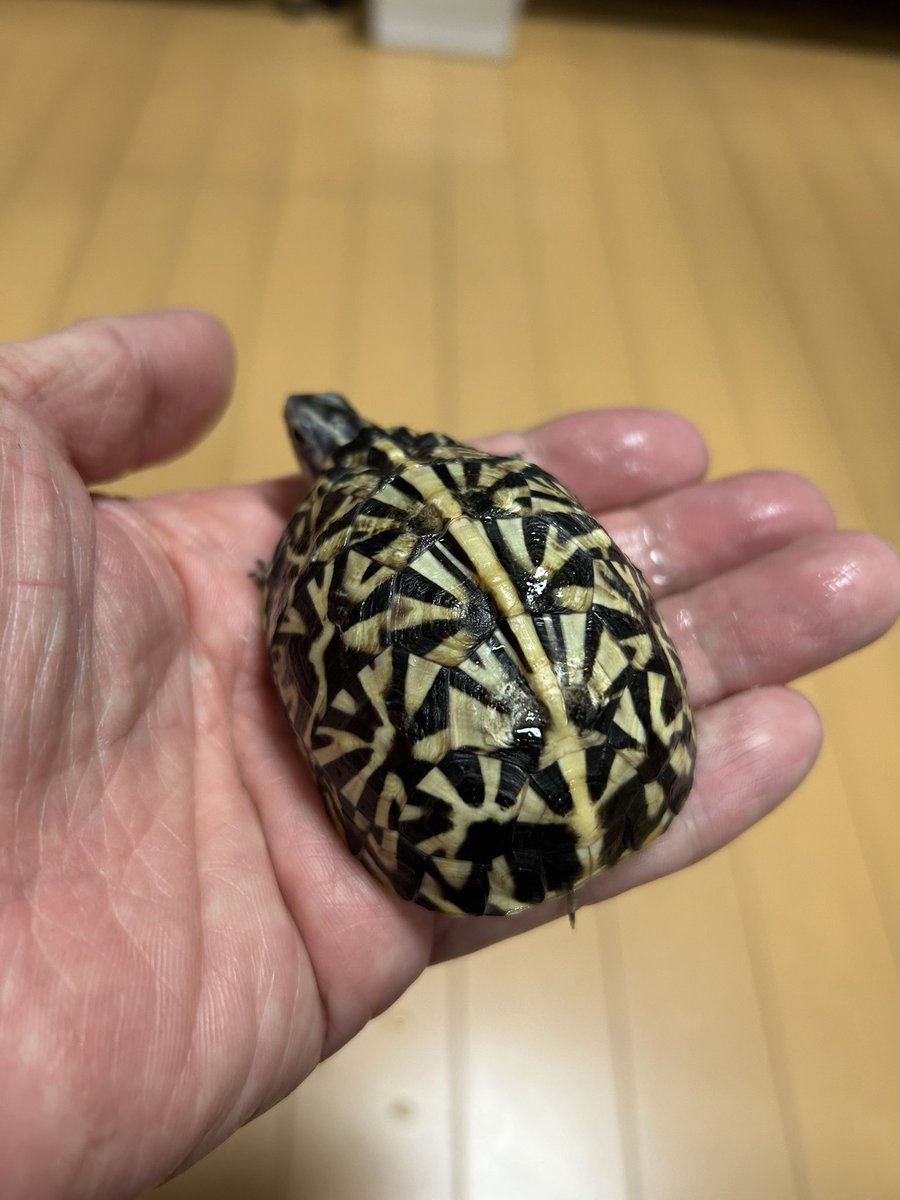 フロリダ2024
いつもとは違うラインだったので、販売せずにマイコレにしました。食欲旺盛で育てやすい。イベントが終わり、子亀は少なくなりましたが、マイコレのほか、新たに買った個体など、それなりに冬場を楽しんでいます。