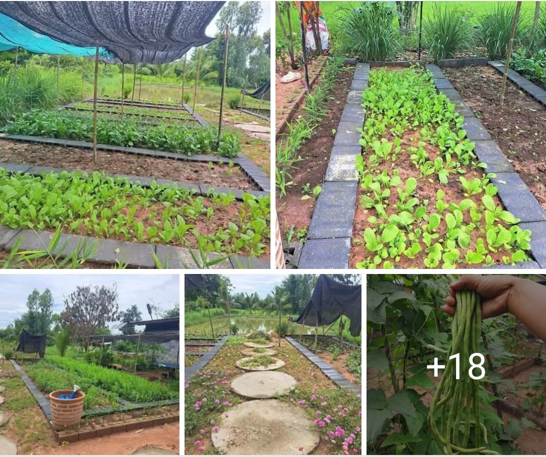 जैविक खेती पर्यावरण को होने वाले नुकसान को कम करते हुए स्वस्थ फसलें उगाने का एक शानदार तरीका है। यहां शुरुआती लोगों के लिए उपयुक्त कुछ जैविक खेती के तरीके दिए गए हैं: 

*मिट्टी की तैयारी* 
1. *खाद बनाना*: रसोई के कचरे, पत्तियों और घास की कतरनों को पोषक तत्वों से भरपूर खाद में