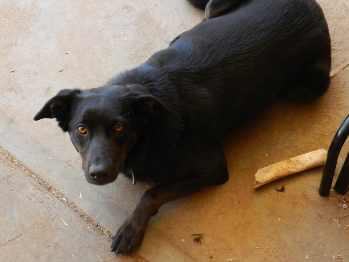 IamNo_33's tweet photo. #RIPPhoenix (2008-2024)🐶🌈 https://t.co/YxQwqTmSYa