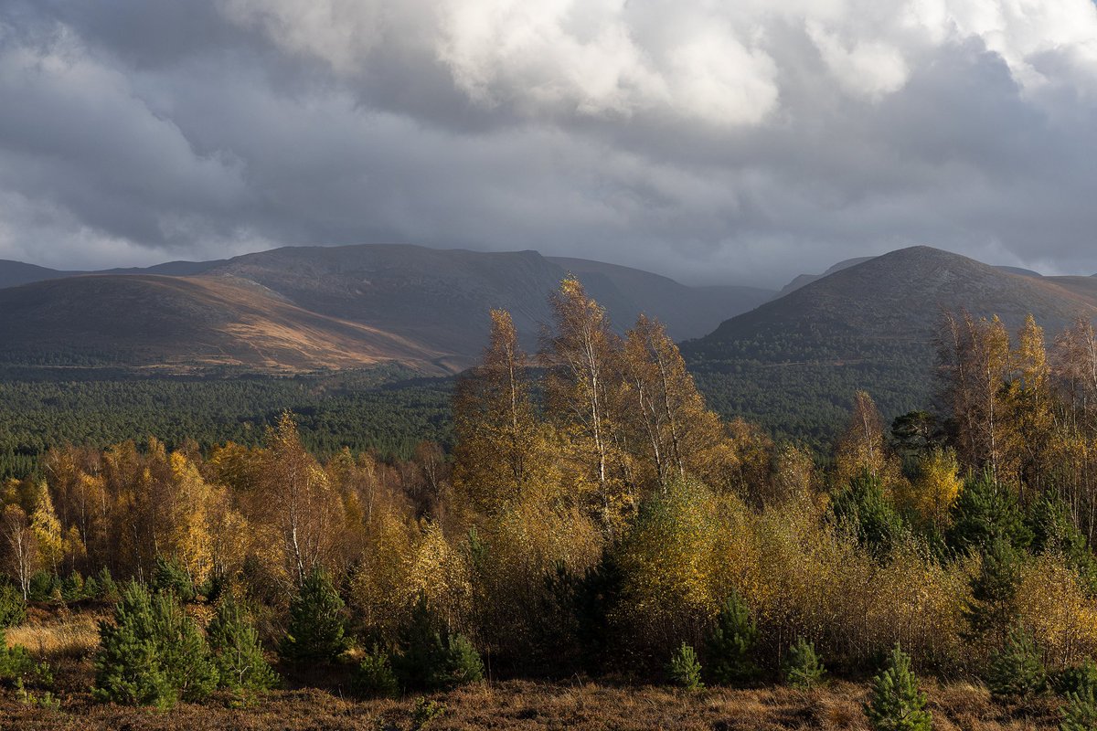 From last month in the Cairngorms, some lovely late afternoon light hits the golden leafed birch trees. #landscapephotography #scotland