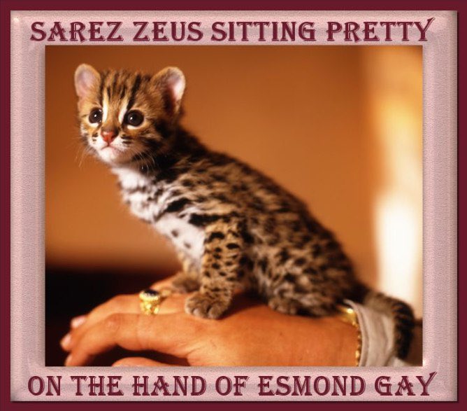 <a href="/cozypront/">Cozy ⓣhe Caller 🔥💃🏻</a> Awwww helll nahhh even $zeus wouldn’t do that 

youtu.be/Pb61CCLDfmk?si…
<a href="/zeusonsolana/">Sarez Zeus</a> 

⚠️do not fade this also it too cute⚠️
No fuckin around buy some $zeus