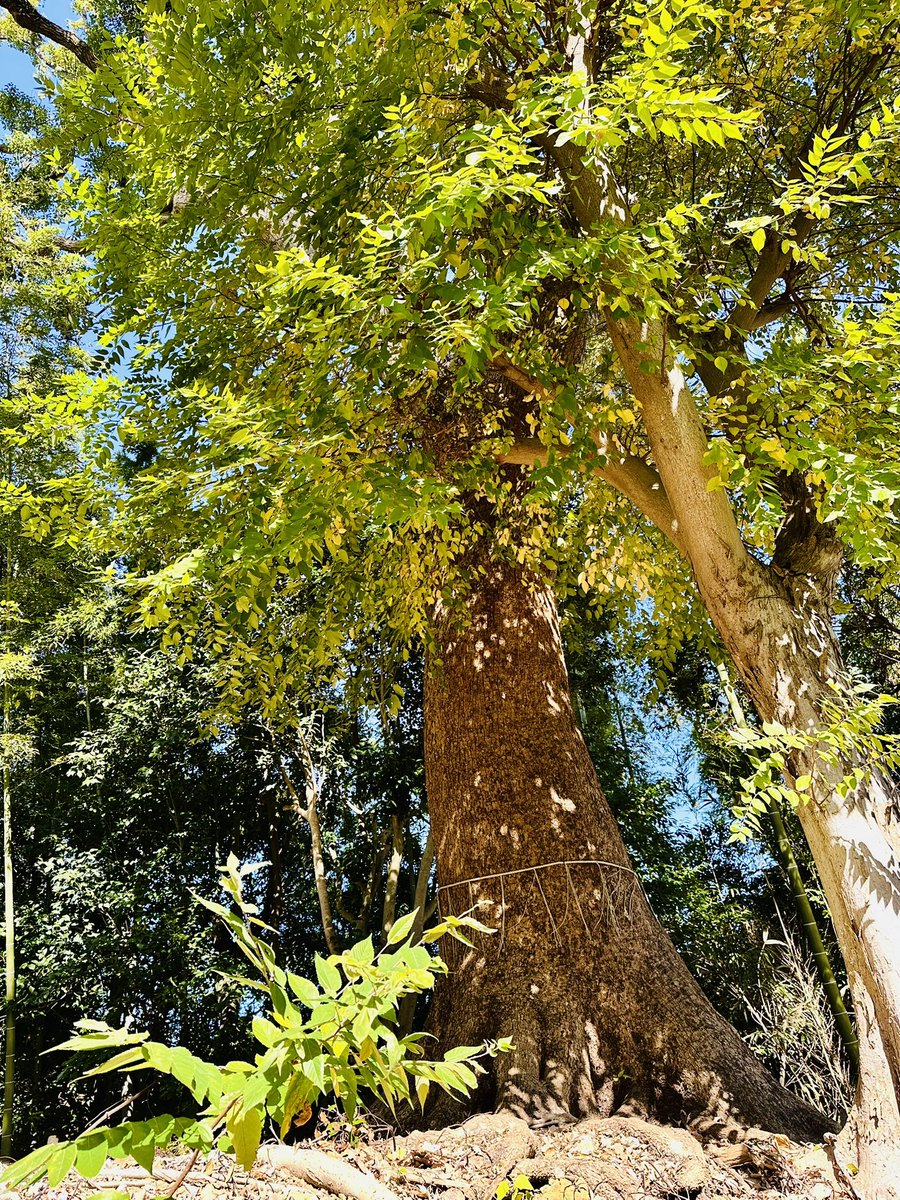 通りがかった神社に立派なクスノキがあったので境内で写真を撮らせてもらっていたら、ふと足元に子供が遊んでいたらしいかわいい跡を見つけて笑顔になりました。