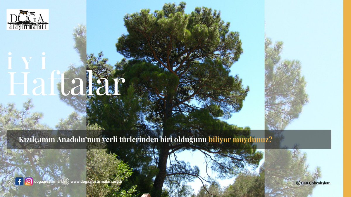 İyi haftalar..
 
Kızılçamın Anadolu’nun yerli türlerinden biri olduğunu biliyor muydunuz?
 
👉🏼 instagram.com/p/DCyPHj5okfj/…