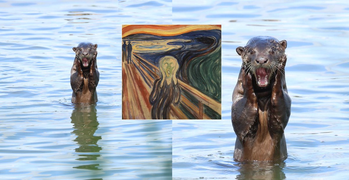 MothershipSG's tweet photo. S'pore photographer took a shot of an otter that's basically 'The Scream' painting https://t.co/B989WoGcds https://t.co/omD9X8OS3Y