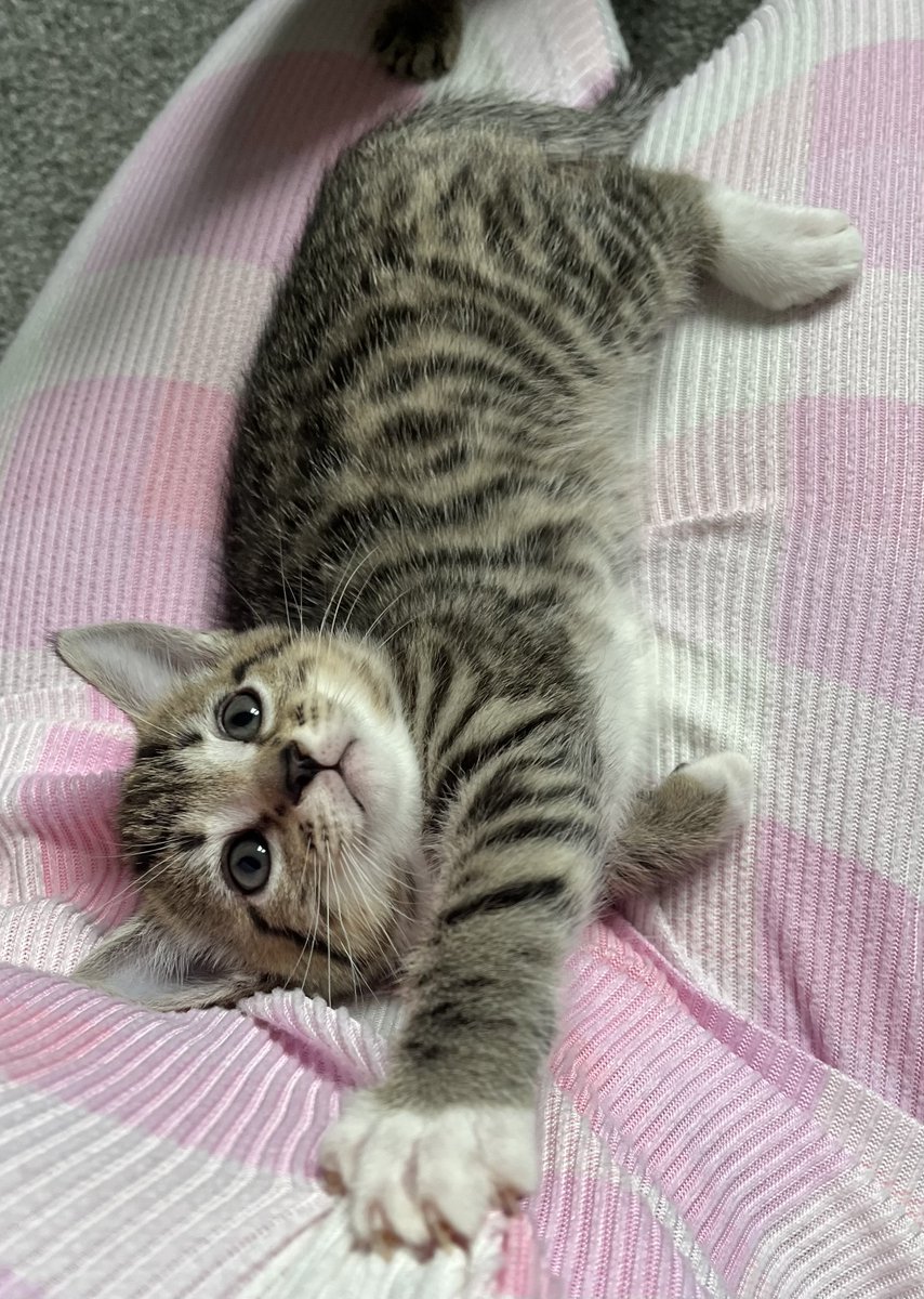 RSPCA Frontline (@rspca_frontline) on Twitter photo A bit of kitten spam on this delightful Monday morning! Kindly fostered by our very own RSPCA Inspector Clare Wilson <a href="/RSPCA_official/">RSPCA (England & Wales)</a> #cats #kittens (52) A bit of kitten spam on this delightful Monday morning! Kindly fostered by our very own RSPCA Inspector Clare Wilson <a href="/RSPCA_official/">RSPCA (England & Wales)</a> #cats #kittens (52)