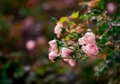 By placing this fund in the hands of top community traders, Nolus’s core contributors are empowering its community to contribute directly to impactful causes.