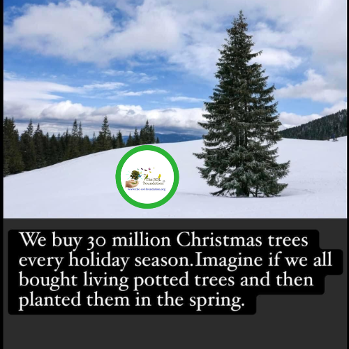 the_solf_org's tweet photo. Something to think about these holidays 🤔
Save the trees 🌲

#Thesolfoundation #Thoughtoftheday #Christmas2024 #stopcuttingtrees #Planttrees #snow #HappyHolidays #holiday #holidayseason #solinitiative #savetheplanet #lovenature #Nature #naturelovers #gogreen #beautiful https://t.co/ryWbvupPFK