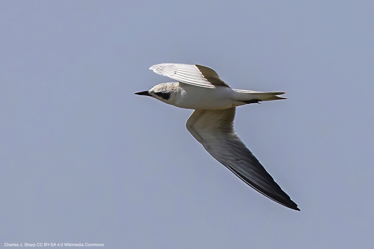 BOU 👩🏻🏫👨🏿🏫🧕🏽👳🏽♂️ 🌈 (@ibis_journal) on Twitter photo Diet Composition and Reproductive Performance in Central Europe's Last Gull-Billed Tern Population – a Long-Term Study | doi.org/10.5253/arde.2… | Ardea | #ornithology #seabirds Diet Composition and Reproductive Performance in Central Europe's Last Gull-Billed Tern Population – a Long-Term Study | doi.org/10.5253/arde.2… | Ardea | #ornithology #seabirds