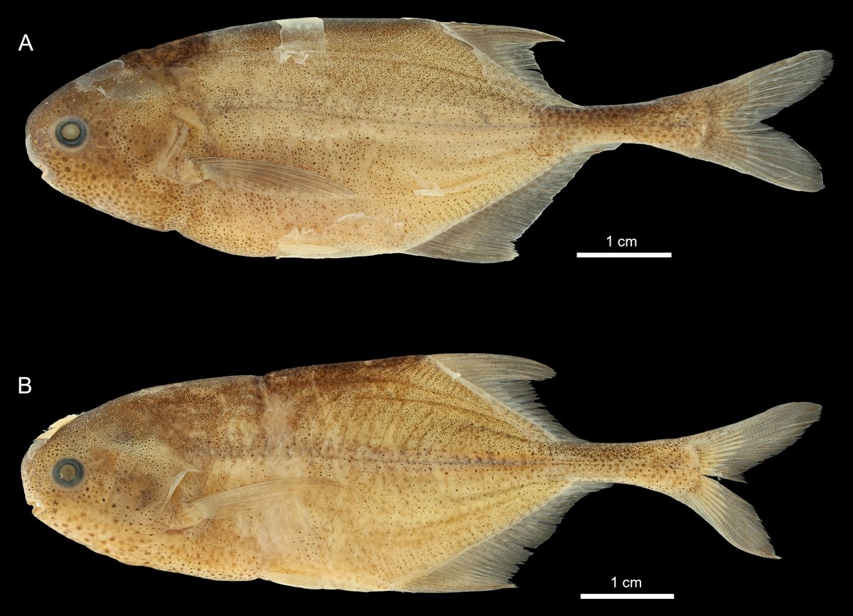 Historical Fish and Walrus tweet media