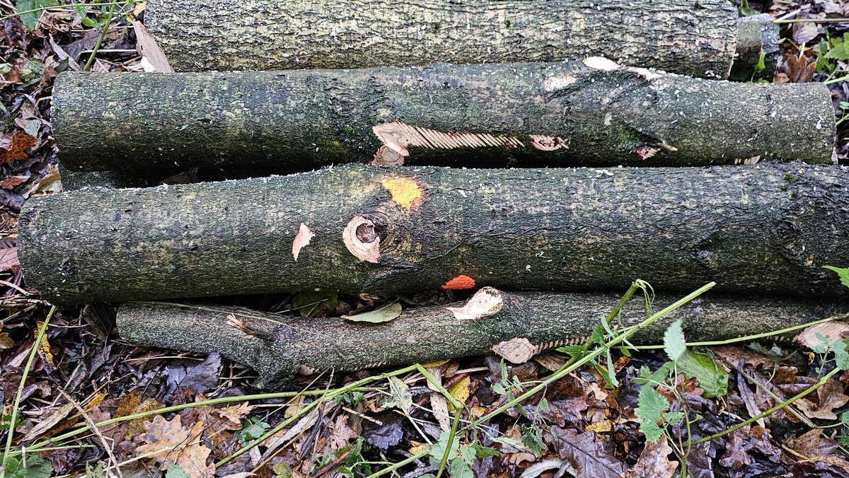 DuylsBos's tweet photo. Weet jij wat #blessen is? Dat is wanneer een boom #gemerkt wordt, zoals die oranje stip. Bij ons had boswachter Cors geblest en kwam hij ze vorige week #omzagen. Nodig om ruimte/licht te maken voor andere bomen🪵🪚
https://t.co/32wM3D4yUu
#blessen #bosbeheer #bomenkap #bosschage https://t.co/kc0sQlIv9m