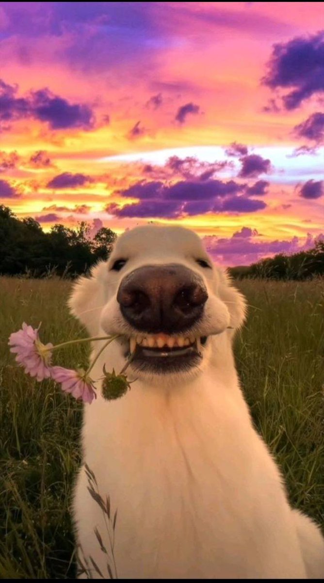 DanPlayz27's tweet image. $SUNNY DONT FADE US NEXT BIG DOG ON SOLANA