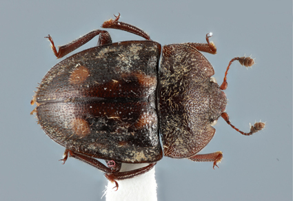 A #newspecies of Atarphia (#Coleoptera: Nitidulidae: Nitidulinae) from #Laos 
mapress.com/zt/article/vie… 
#Taxonomy