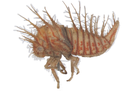 Zootaxa's tweet photo. First records of the #treehopper Trichaetipyga infantilis (Ball, 1937) in #Ecuador with the description of its nymph and notes of natural history, and morphology 
https://t.co/SAyqOSU0Dj 
#Taxonomy https://t.co/ziUSCqSzxK