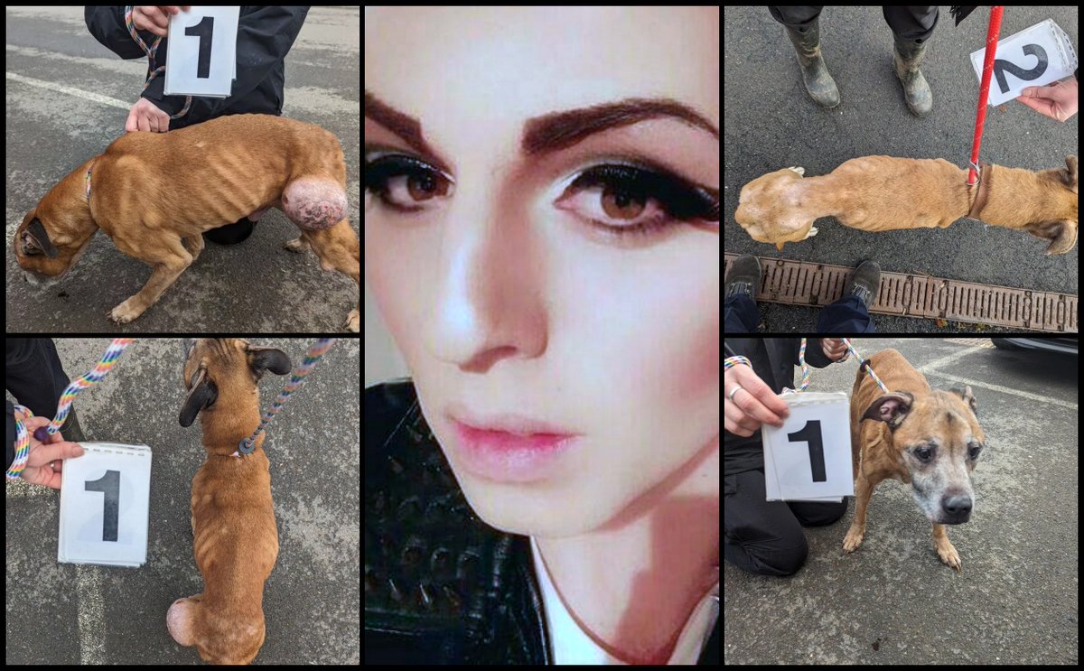 AdoptionsUk's tweet photo. Please retweet, CONVICTED - SHOCKING ANIMAL ABUSE, AVOIDS JAIL ‼️ | Kerys Glynn Moore, 28, from #Crownhill, #Plymouth #DEVON #UK but with links to the #Efford area – starved and neglected her two pet dogs. Sentencing | £80 fine, £200 costs and £32 victim surcharge. Seven-year ban from keeping animals‼️
Kerys Moore, who also uses the first name Kes, was prosecuted by the RSPCA in relation to crossbreeds Ollie and Marley, both of whom were in appalling condition. Moore was found guilty in his absence after he failed to show up for court.
The dogs were rescued from Moore’s home by RSPCA inspectors.
Both were in poor health and had not been provided with the veterinary care they desperately needed. Marley was extremely thin and had a large grapefruit size growth on the side of his back left leg.
Ollie, a larger tan crossbreed dog, was in very thin bodily condition and had a skin complaint to the back and hindquarters. In their report, the vet who examined the dogs said: “Marley was underweight weighing 15 kilograms with a body condition score of two out of nine – a healthy weight would be four – as well as some dental disease
“He had a large subcutaneous mass approximately 12 centimetres by 12 centimetres with ulceration on the surface. “Ollie was presented with a weight of 18 kilograms and his body condition score also of two out of nine.
His coat was poor with areas of hair loss. “Both animals presented failed to show freedom from hunger as their diet was not providing adequate nutrition to provide full health. This could have been avoided by feeding an adequate nutritional balanced diet.”
More information and credit to👇 https://t.co/JUjjvwfGxh…
#KerysGlynnMoore #KerysMoore #KesMoore #dogs #dog #animals #animalcruelty #England #adoptdontshop @UKLabour @Keir_Starmer @ConservativeAWF @AlisonHammond @lorraine @rickygervais @ChrisGPackham @domdyer70 @Nightowl400 @LisaClareRead2 @RSPCA_official