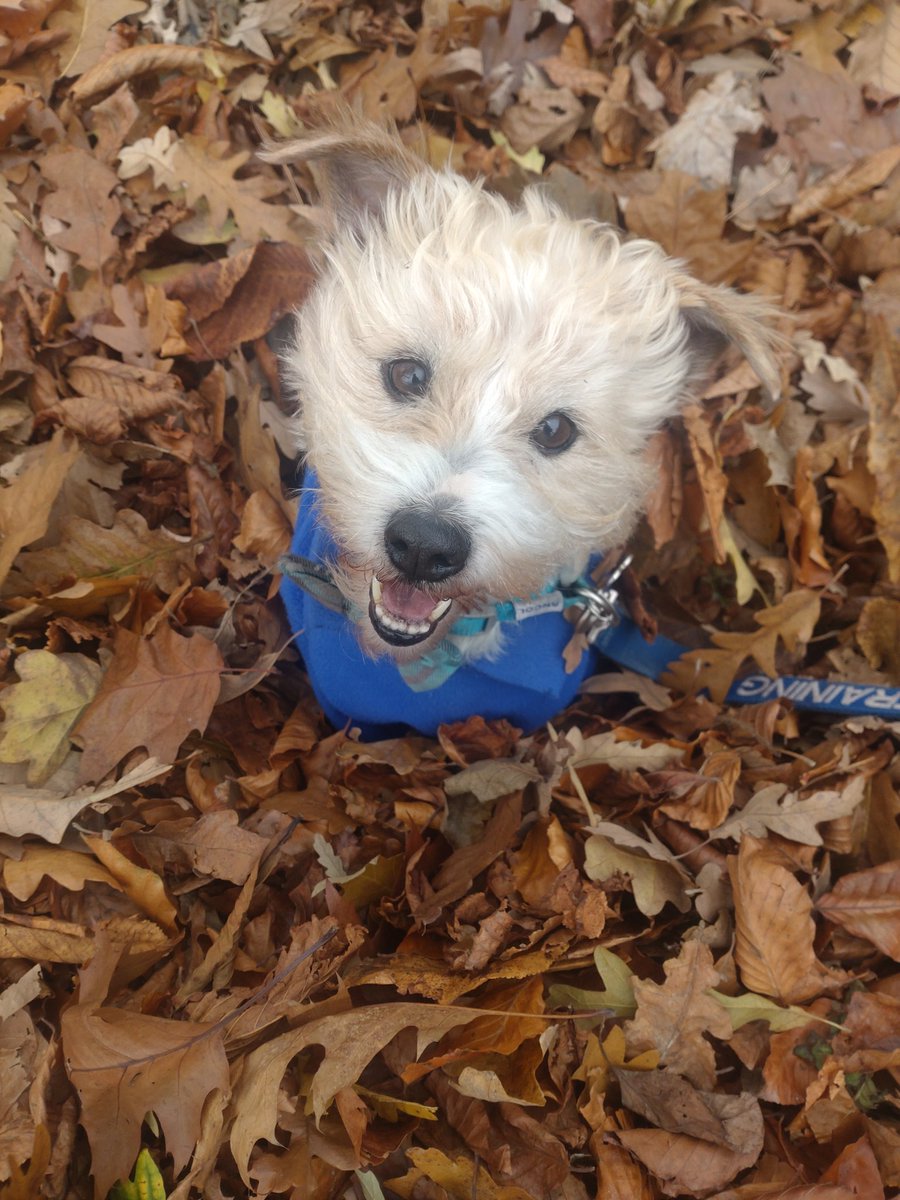 This boy, is a good boy. This boy is a cheeky boy and I am so lucky to have him #adoptdontshop  #rescueismyfavouritebreed