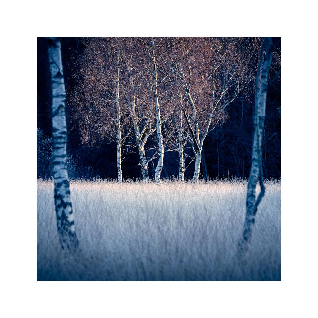 From a scurry across the border to North Lanarkshire, and a little patch of light falling in the right place on a cold frosty morning #Sharemondays2024 #fsprintmonday #Scotland