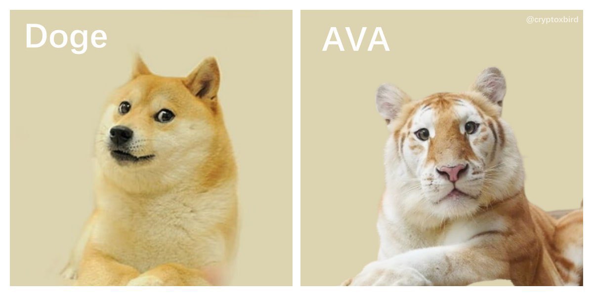 Avacutetiger🐯 tweet media