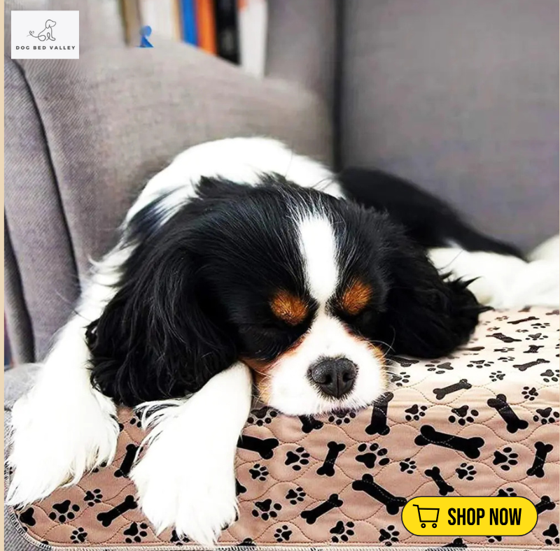 dogbedvalley's tweet photo. ✨ Attention pet parents! 🐶 Our Waterproof Reusable Mats are here to rescue your floors! Made with a quilted design and absorbent core, they make house training a breeze. What's your go-to method for keeping a tidy home?
👉 Shop Now: https://t.co/C5zhtJ8RQ0 https://t.co/f3qyUyNJgY