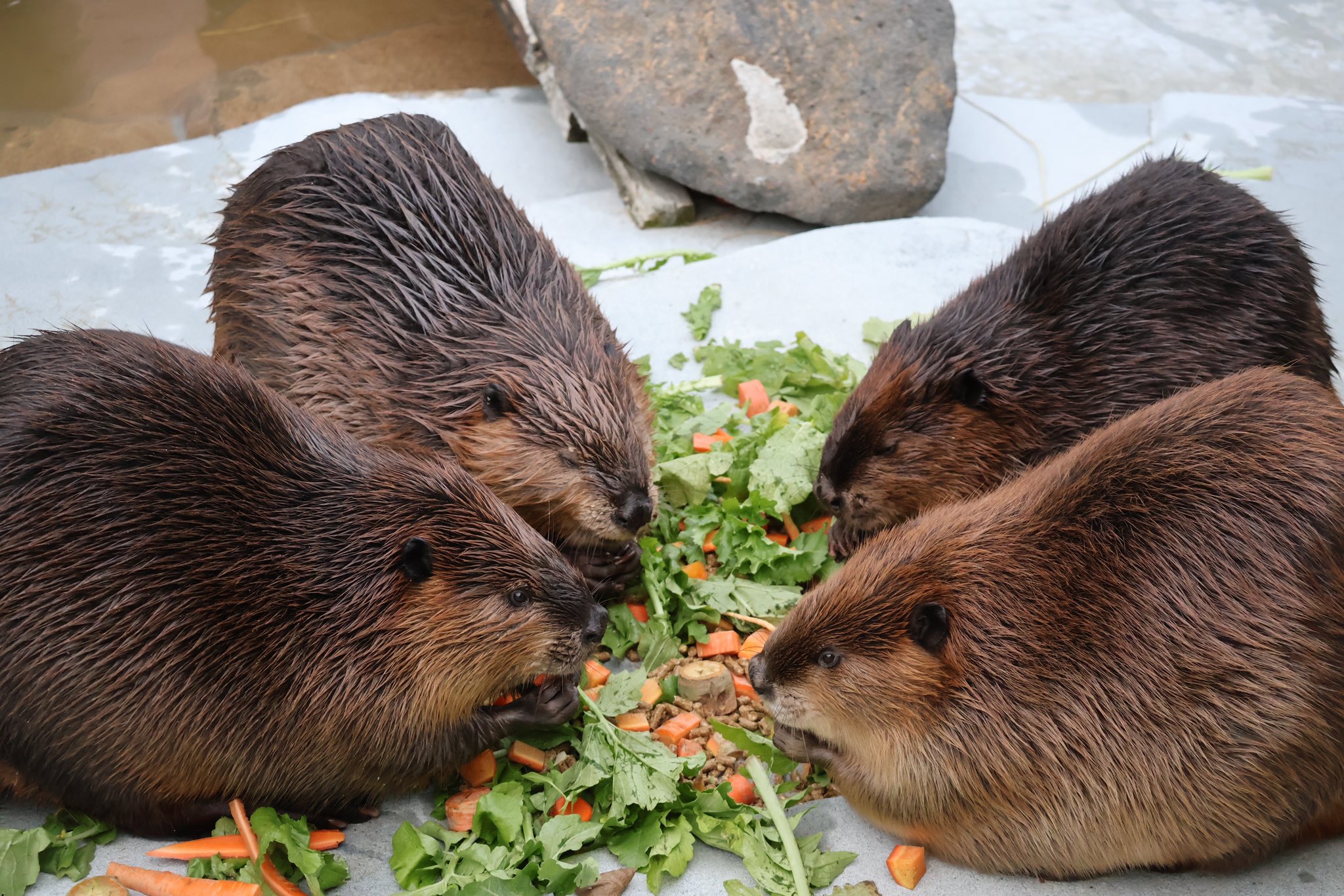 チャチャ - Search / X