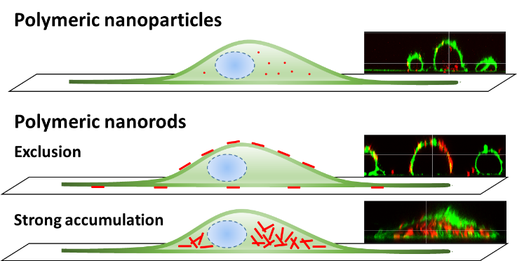 Andrey Klymchenko 🇺🇦 (@aklymchenko) on Twitter photo A completely new story from our team: we developed fluorescent polymeric nanorods and showed their capacity to massively enter cells leading to ultrabright cell labelling. Congrats to co-authors! It is out in ChemRxiv: go.shr.lc/3Okds0m <a href="/CNRS_Alsace/">CNRS Alsace</a> A completely new story from our team: we developed fluorescent polymeric nanorods and showed their capacity to massively enter cells leading to ultrabright cell labelling. Congrats to co-authors! It is out in ChemRxiv: go.shr.lc/3Okds0m <a href="/CNRS_Alsace/">CNRS Alsace</a>