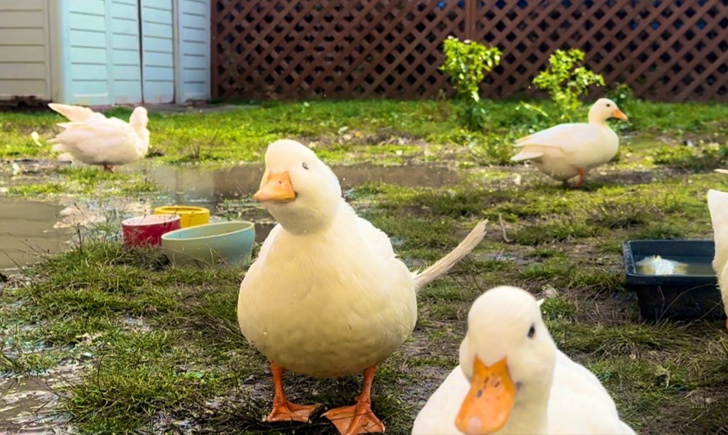 supaider717485's tweet image. うん
みんな　もう　おうち？