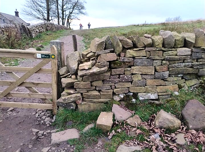 Sally, Abbi, Caroline and Harry - (our Autumn young Ranger voluntary placement) have fixed the cheek end of this dry stone wall at Peel Cottage, with a beautiful view of Hadrian's Wall. The cows were very curious about what we were doing! #drystonewall
After -Left 
Before -Right