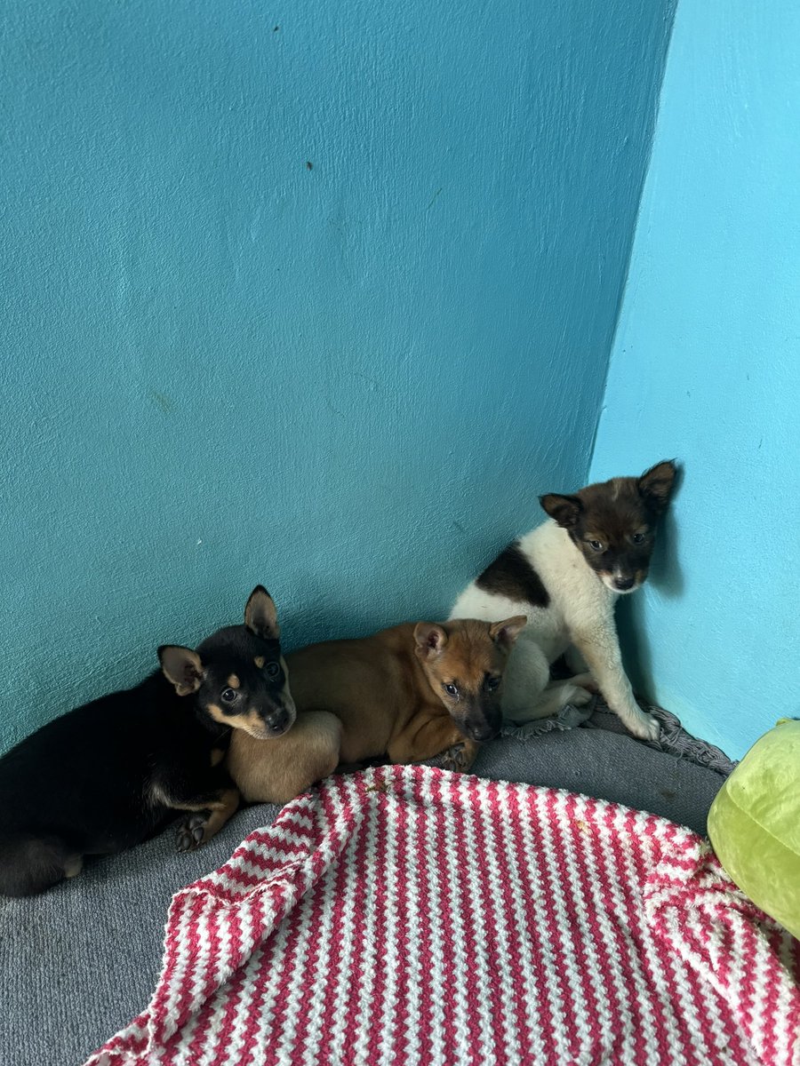 NiallHarbison's tweet photo. The three puppies are all safe with us now. They are absolutely petrified but they had their health checks and all their medicines. 

They wouldn’t have survived much longer in the jungle even with mum being a superstar. They’ll all decompress quickly in  the coming days (9/10) https://t.co/jVwbQ3U1dQ